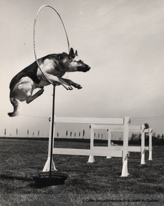 Rebel, chien policier, à l'entraînement, 1965