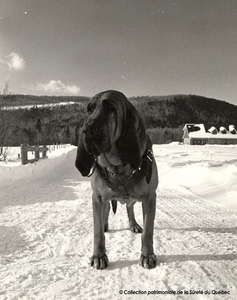 Grim, chien policier, 1982