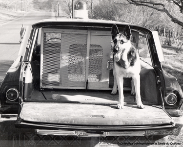 Transport canin, équipe cynophile, vers 1964
