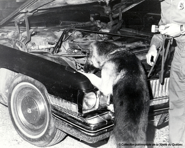 Inspection d'un véhicule par un chien policier, 1982